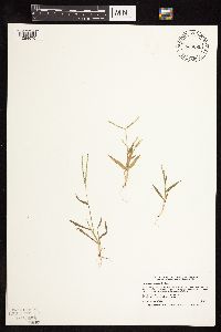 Digitaria sanguinalis image