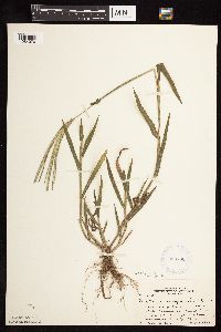 Digitaria sanguinalis image