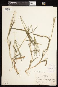 Digitaria sanguinalis image