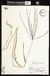 Digitaria sanguinalis image