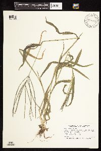 Digitaria sanguinalis image