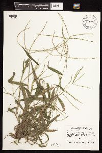 Digitaria sanguinalis image