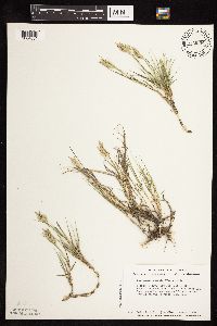 Distichlis spicata image
