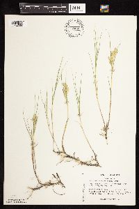 Distichlis spicata image
