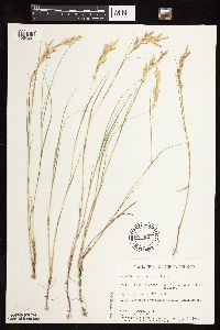 Distichlis spicata image