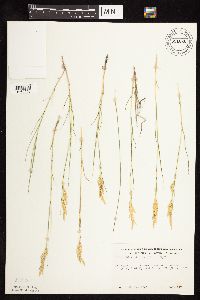 Distichlis spicata image