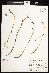 Calamagrostis stricta image