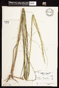 Media resource of Calamovilfa longifolia