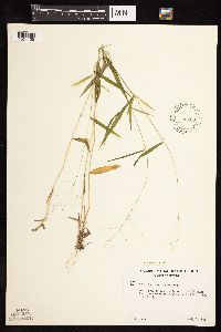 Dichanthelium dichotomum image