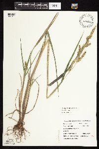 Echinochloa muricata image