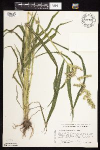 Echinochloa muricata var. muricata image