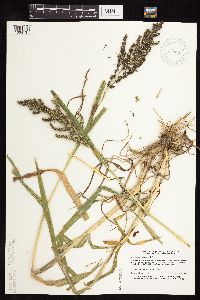 Echinochloa muricata image