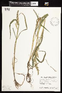 Echinochloa muricata image