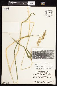 Echinochloa muricata var. muricata image