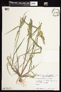 thumbnail image of current specimen