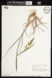 Echinochloa muricata image