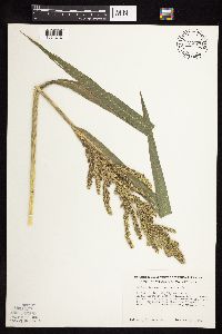 Thumbnail image of current specimen