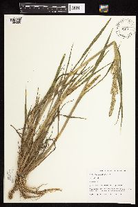 Echinochloa muricata image