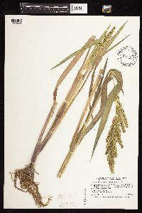 thumbnail image of current specimen
