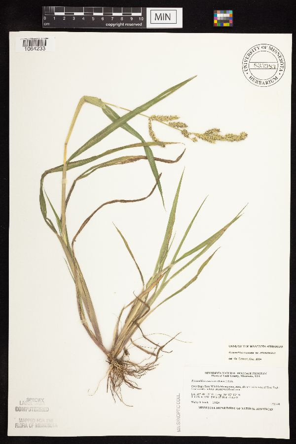 Echinochloa muricata var. microstachya image