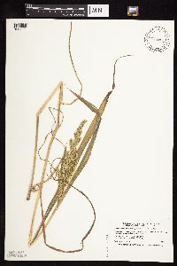 Echinochloa muricata image