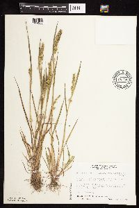 Echinochloa muricata image