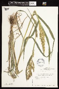Thumbnail image of current specimen