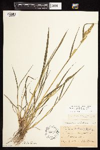 Echinochloa muricata image