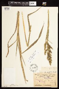 Echinochloa muricata image