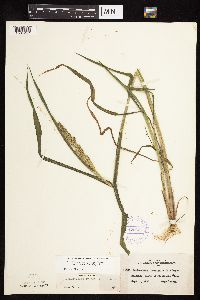 Echinochloa muricata image