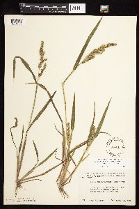 thumbnail image of current specimen