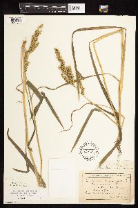 Echinochloa muricata image