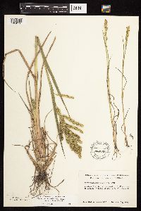 Echinochloa muricata image