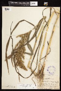 Echinochloa muricata image