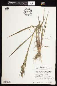 Echinochloa muricata image