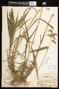 Echinochloa muricata image