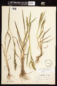 Echinochloa muricata image