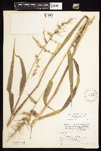 Echinochloa muricata image