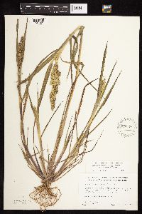 Echinochloa muricata image