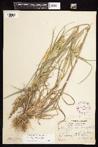 Echinochloa muricata image