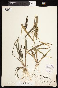 Echinochloa muricata image