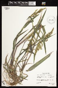 Echinochloa muricata image