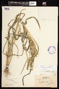 Echinochloa muricata image