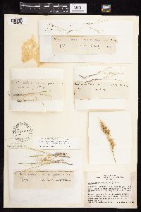 thumbnail image of current specimen