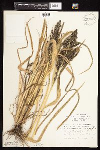 Echinochloa muricata image