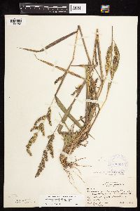 Echinochloa muricata image