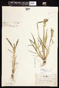 Echinochloa muricata image