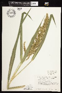 Echinochloa muricata image