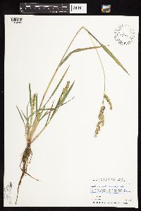 Echinochloa muricata image