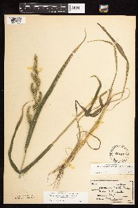 Echinochloa muricata image